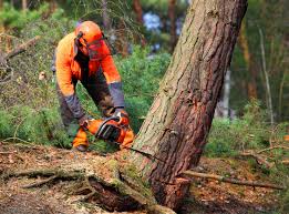 Professional Tree Removal and Landscaping Services in Columbus, NM